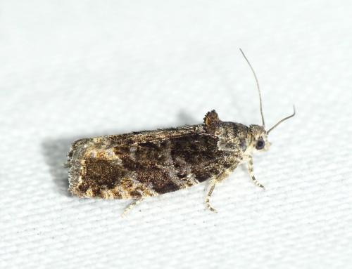 Eudemis profundana